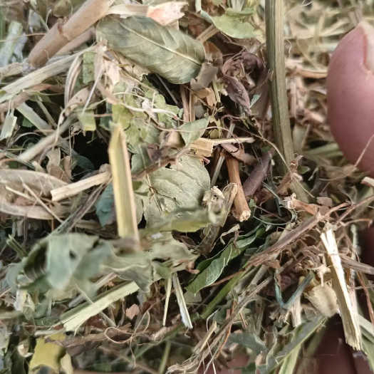 本人加工的花生秧可以给任何一家对比质量是杠杠的