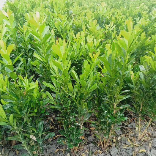 成都雀舌黄杨