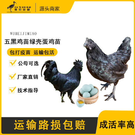 广州五黑鸡苗五黑一绿鸡苗绿壳蛋鸡苗包打疫苗厂家直销