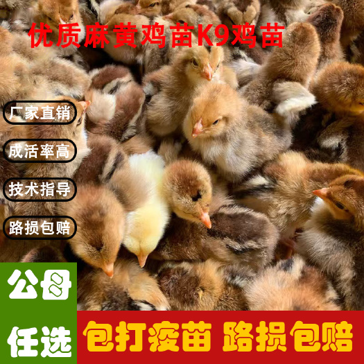 广州麻黄鸡苗K9鸡苗大型肉鸡品种包打疫苗厂家直销