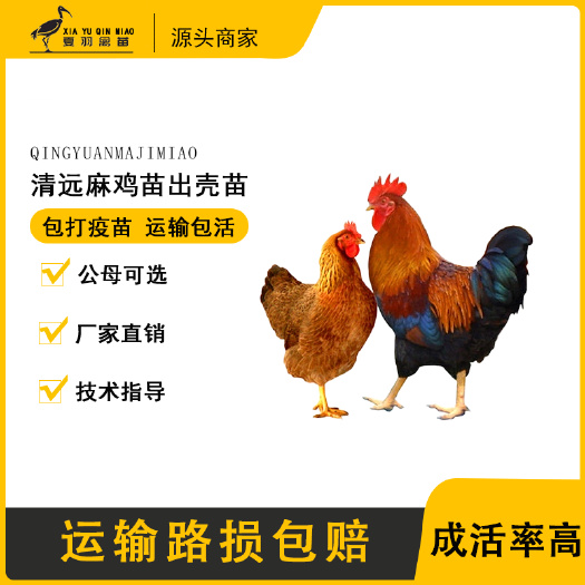广州广东清远麻鸡苗清远鸡苗麻鸡苗包打疫苗厂家直销