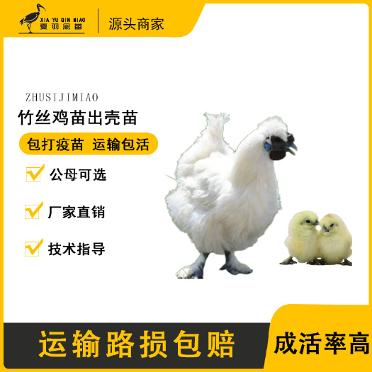 广州竹丝鸡苗白凤乌鸡苗公母混合乌骨鸡苗包打疫苗厂家直销