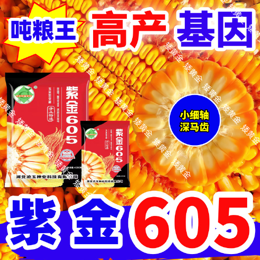 紫金605玉米种子 耐高温不花粒耐旱大田玉米种子矮杆大