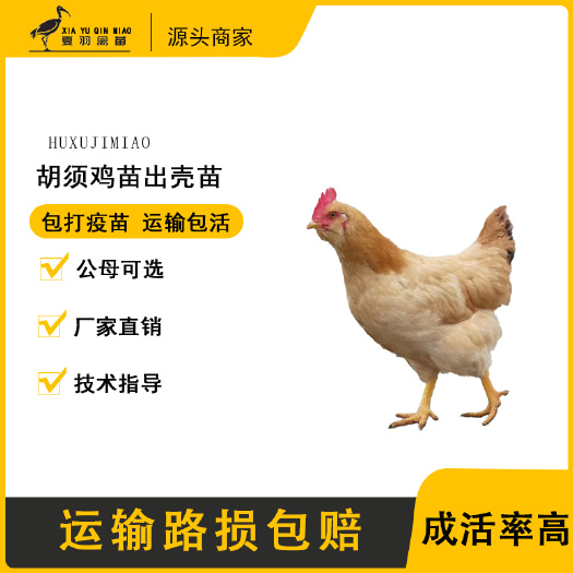 广州胡须鸡苗三黄胡须鸡苗中型肉用品种包打疫苗厂家直销