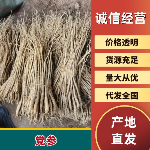 陇西县甘肃本地中药材，党参种苗
