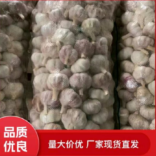 金乡县大蒜产地直销 红皮蒜 常年有活 对接国内外各地市场