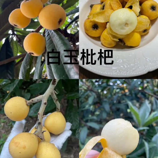 宣城白沙枇杷