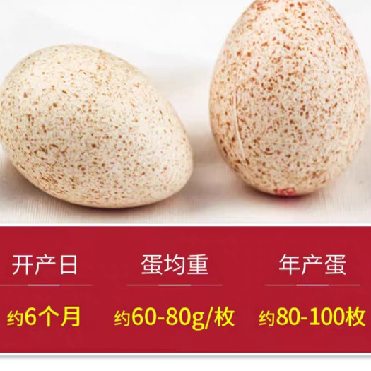 青铜火鸡蛋食用蛋受精蛋种蛋