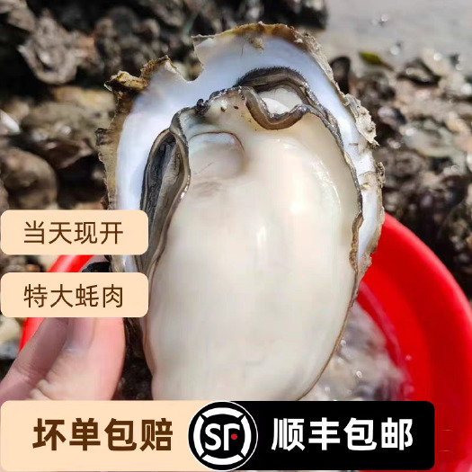 饶平县高品质新鲜生蚝肉鲜活现剥去壳2斤大号海鲜无沙海蛎子牡蛎肉