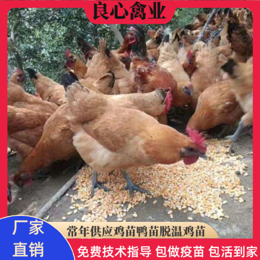衡阳乌皮红冠鸡苗金凤乌鸡孵化场供应鸡活苗山林放养高脚土鸡易活好养