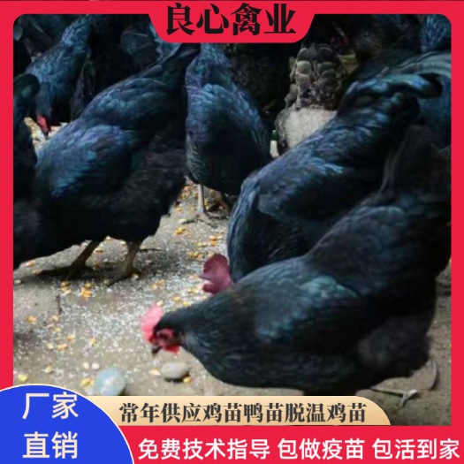 衡阳基地直卖黑土鸡苗山地放养小脚土鸡苗鸭运输中包损耗包技术指导