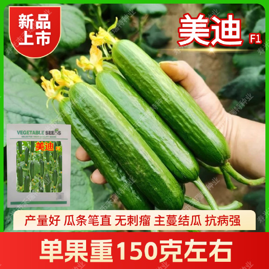 寿光市荷兰水果黄瓜种子-美迪