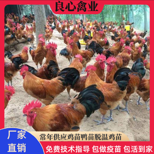 衡阳土鸡苗  基地直销优质青脚红毛公鸡苗另有五黑鸡苗麻羽绿壳蛋鸡