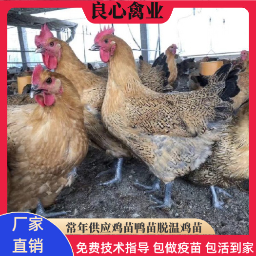 衡阳土鸡苗孵化场直卖青脚土鸡苗高脚鸡山地放养鸡另有黄土鸡绿壳蛋鸡
