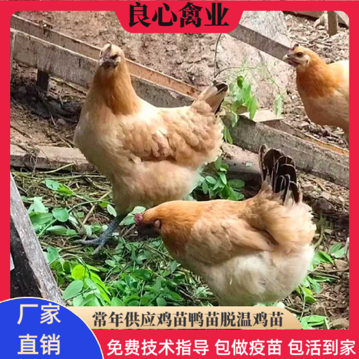 衡阳黄羽乌骨鸡苗出售金凤乌鸡苗另有五黑鸡苗青脚土鸡苗散养土鸡苗