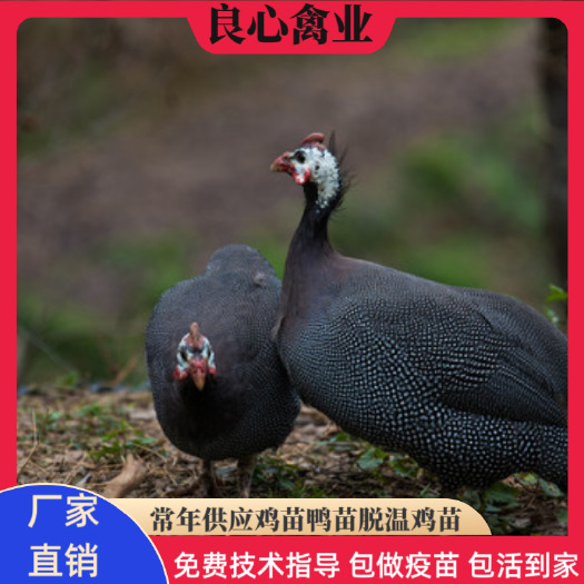 衡阳鸡苗出售珍珠鸡苗场地直卖运输包损耗包新手技术指导