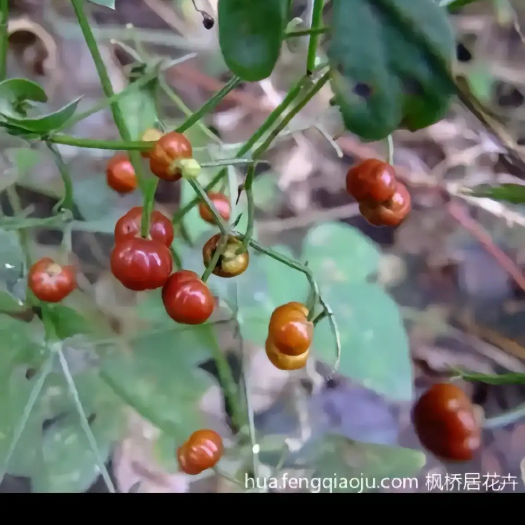安国市茜草籽，茜草种子，多年生，10斤以上非边远地区包邮！