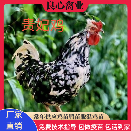 衡阳基地直销优质贵妃鸡苗土鸡苗珍珠鸡苗鹊山鸡苗绿壳蛋鸡苗质量保证