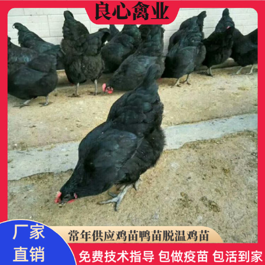 衡阳黑羽绿壳蛋鸡苗场地直卖三黄鸡苗五黑鸡苗青脚土鸡苗湘黄鸡苗鸭苗