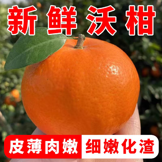 眉山沃柑，纯甜沃柑，不干水，无冻伤精品果子欢迎批发