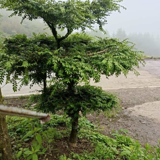 利川市小叶黄杨