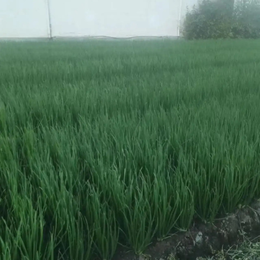 西昌市四川凉山新鲜香葱 小葱批发 实惠好货 直发西昌
