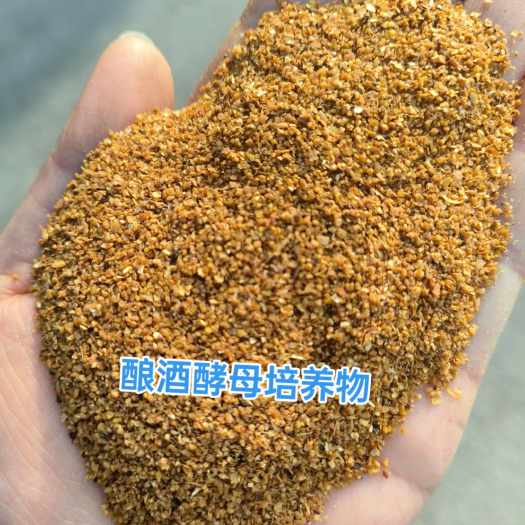 正定县酿酒酵母培养物