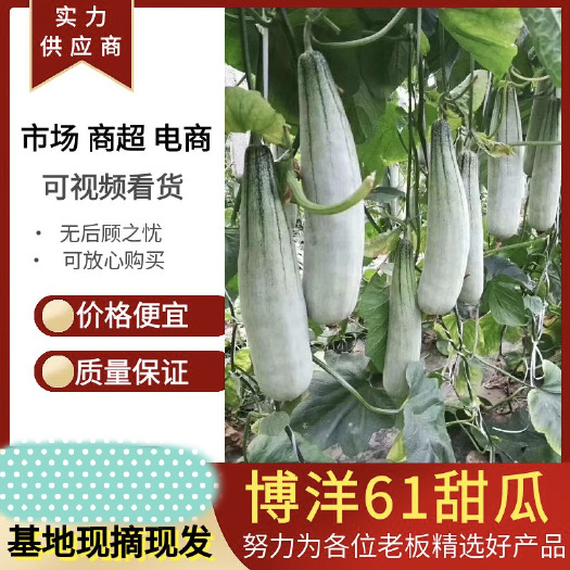 内黄县博洋61已上市、优质产品、口感特别好、原产地采购、欢迎采购商