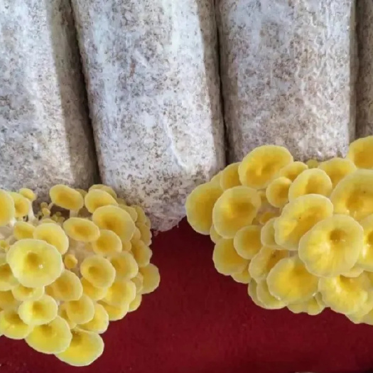榆黄菇菌包黄金菇菌包榆黄蘑菌棒