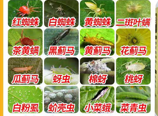 东莞市蓟马红蜘蛛蚜虫菜青虫抗性专用果树豆角辣椒月季茄子柑橘助剂肥料