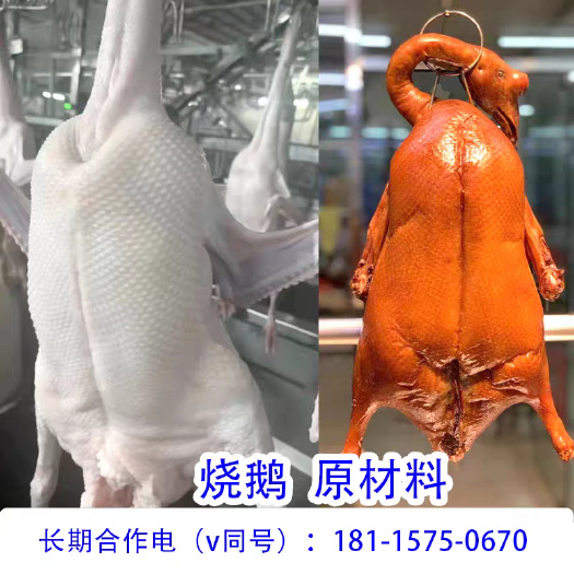 佛山广东清远黑棕鹅新鲜现杀鹏鹅烧鹅原材料酒店饭店烧腊档可长期合作