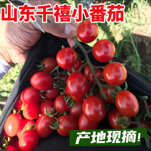 莘县山东莘县釜山88玲珑小番茄千禧圣女果樱桃小番茄贝贝圣女果青甜