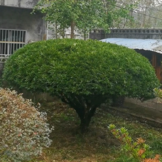 酉阳百年黄杨，冠幅4-5米