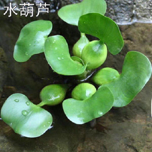 平南县水葫芦