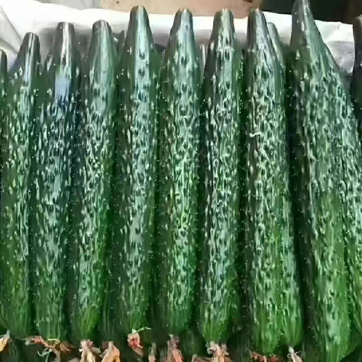 莘县黄瓜