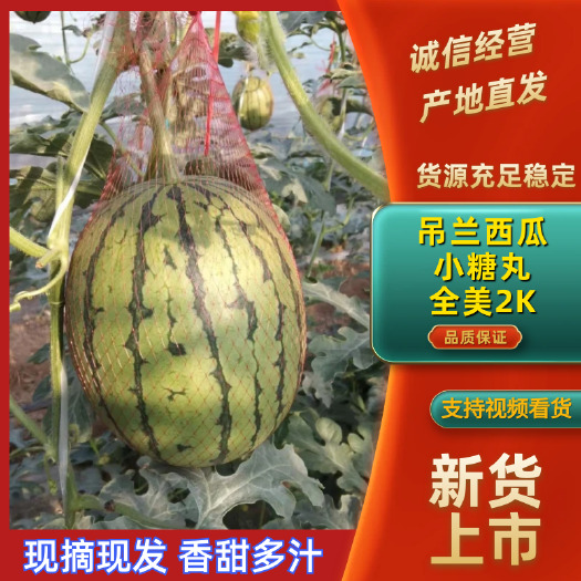 蒲城吊兰西瓜/全美2K/金乐丰小糖丸西瓜