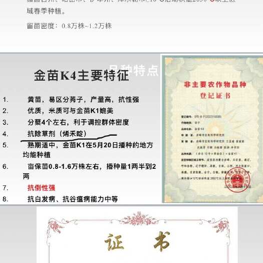 原平市金苗K4黄小米：内蒙古赤峰市农科院培育而成，米色金黄，口感香
