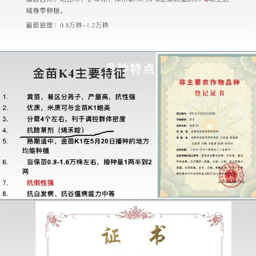 原平市金苗K4黄小米谷种：产量高，耐旱，抗倒伏。