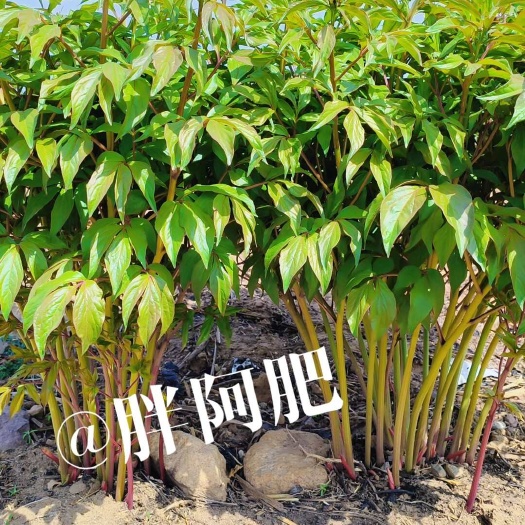 赤峰赤芍种苗 内蒙古赤峰优质药材种苗基地直销 松山区发货
