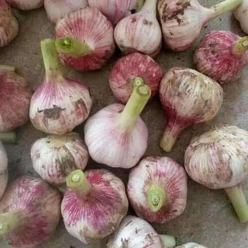 临颍县临颖县皇帝庙乡大蒜代办