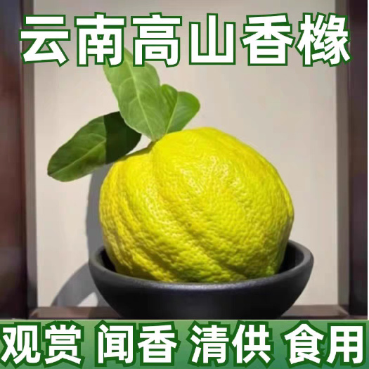 现摘现发云南新鲜香橼果高山果闻香供佛摆放鲜果