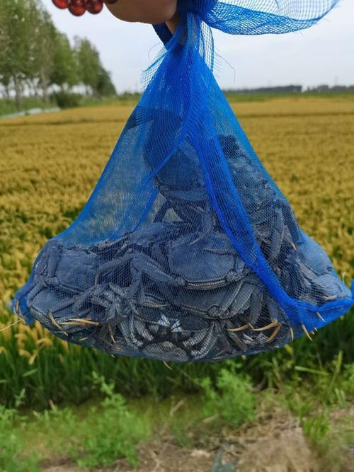 盘山县批发各种规格盘锦河蟹 可供全国各地 支持空运 直达物流专线