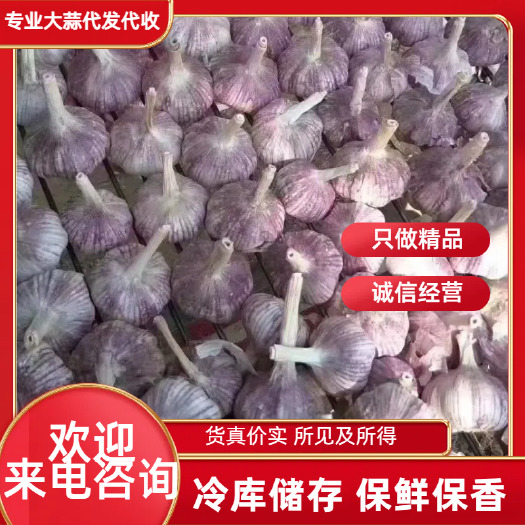 金乡县【精品】2025金乡红皮大蒜专业储存大蒜代收代存代发全国市场