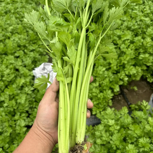 新鲜鲜嫩小芹菜，小香芹菜，欢迎老板选购