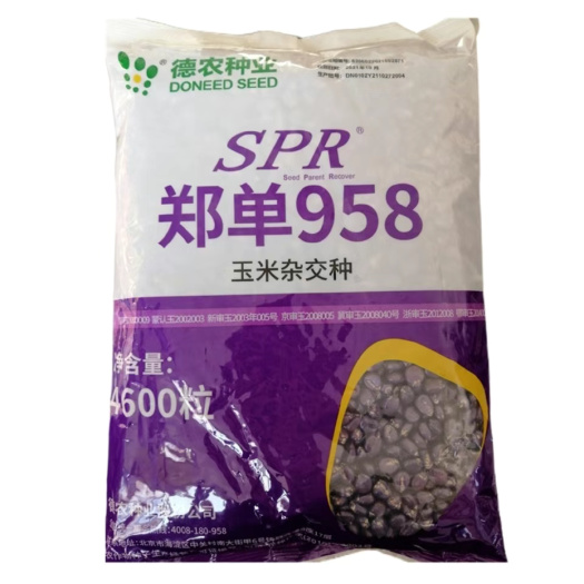 郑单958SPR升级版白轴大穗
