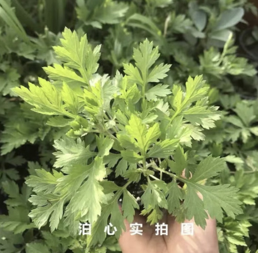 唐河县正品宛艾栽驱蚊草艾苗大叶艾新鲜食用艾草可食用艾苗四季