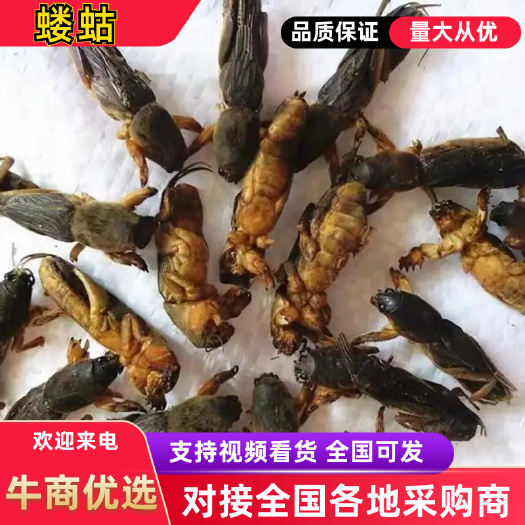 蝼蛄 产地货源 批发零售 一公斤起售 欢迎采购