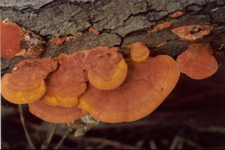 红栓菌又名牛樟芝一手货源产地直供欢迎咨询采购