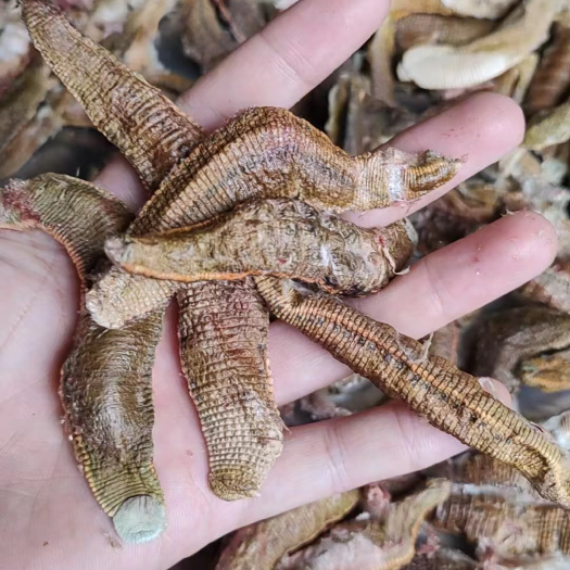 菲牛蛭冻干货