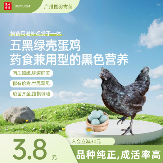 广州五黑鸡苗五黑一绿鸡苗绿壳蛋鸡苗疫苗齐全品种纯正